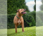 Small #1 American Pit Bull Terrier