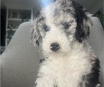 Small Photo #142 Sheepadoodle Puppy For Sale in HUNTINGTON BEACH, CA, USA