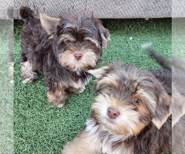 Medium Photo #1 Shorkie Tzu Puppy For Sale in LAKESIDE, CA, USA