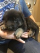 Small Photo #11 German Shepherd Dog Puppy For Sale in NEW BRAUNFELS, TX, USA