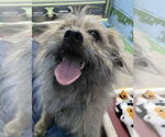 Small #4 Cairn Terrier Mix
