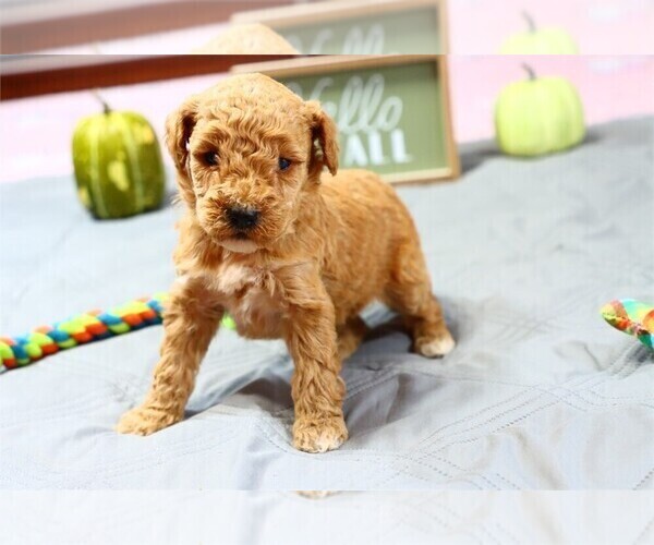 Medium Photo #1 Goldendoodle (Miniature) Puppy For Sale in PEMBROKE PINES, FL, USA