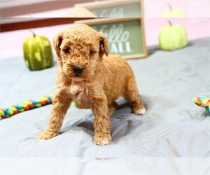Goldendoodle (Miniature) Puppy for sale in PEMBROKE PINES, FL, USA