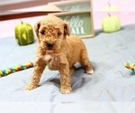 Small Photo #1 Goldendoodle (Miniature) Puppy For Sale in PEMBROKE PINES, FL, USA