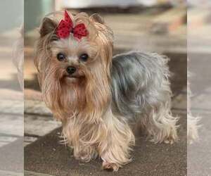 Yorkshire Terrier Puppy for sale in KEITHVILLE, LA, USA