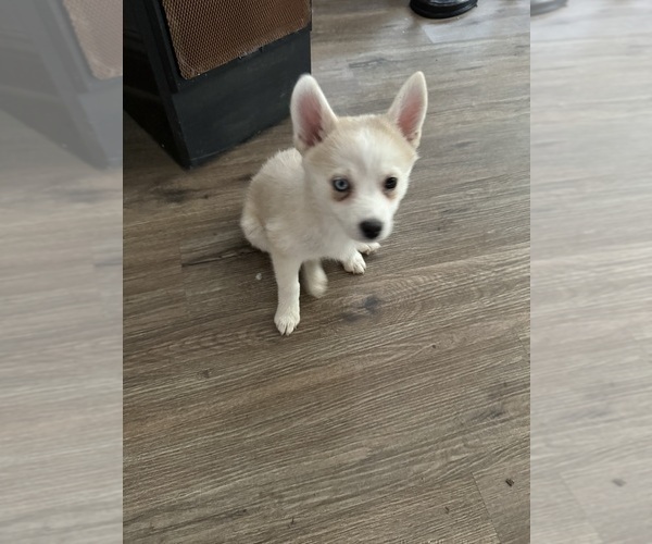 Medium Photo #205 Pomsky Puppy For Sale in LOVELAND, CO, USA