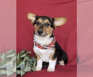 Pembroke Welsh Corgi Puppy for sale in CHRISTIANA, PA, USA