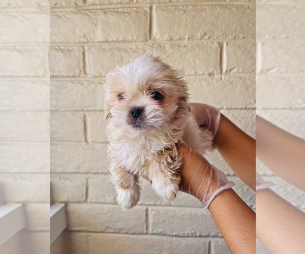 Medium Photo #1 Shih Tzu Puppy For Sale in EL PASO, TX, USA