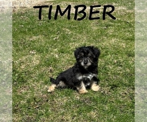YorkiePoo Puppy for sale in HARTLAND, MN, USA