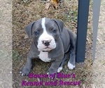 Small #3 American Pit Bull Terrier