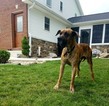 Small Photo #1 Great Dane Puppy For Sale in NEW HAVEN, IN, USA