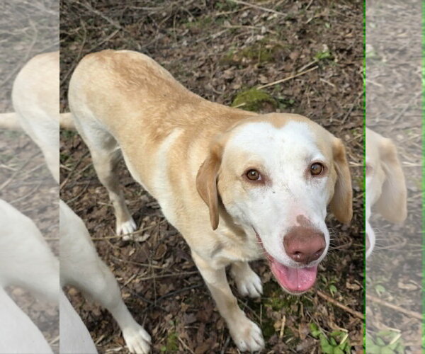 Medium Photo #2 Australian Shepherd-Unknown Mix Puppy For Sale in Cuba, NY, USA