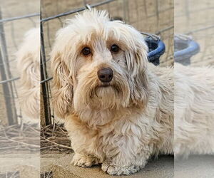 Dachshund Dogs for adoption in Bon Carbo, CO, USA