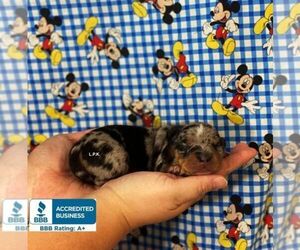 Dachshund Puppy for sale in WINNSBORO, LA, USA