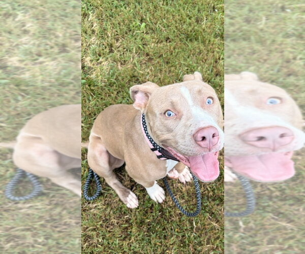 Medium Photo #1 Mutt Puppy For Sale in Glen Allen, VA, USA