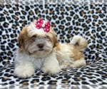 Small Photo #8 Zuchon Puppy For Sale in LAKELAND, FL, USA