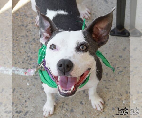 Medium Photo #7 Feist Terrier-Rat Terrier Mix Puppy For Sale in Washington, DC, USA
