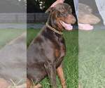 Small Photo #8 Doberman Pinscher Puppy For Sale in MONROE, NC, USA