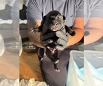 Small Photo #19 Cane Corso Puppy For Sale in CASTRO VALLEY, CA, USA