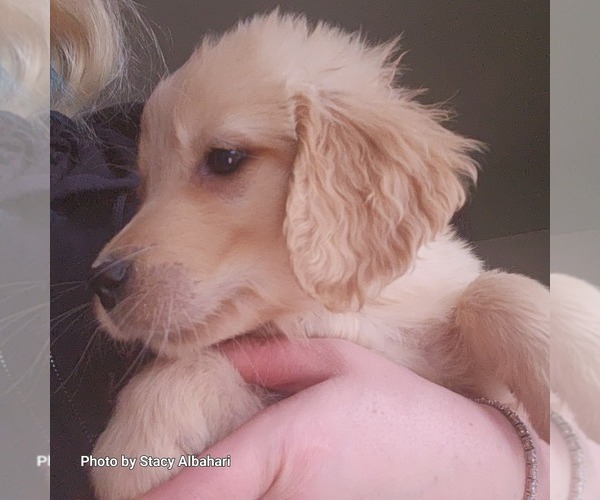 Medium Photo #10 Golden Retriever Puppy For Sale in BATH, NY, USA