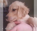 Small Photo #10 Golden Retriever Puppy For Sale in BATH, NY, USA
