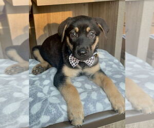 Mutt Dogs for adoption in Minneapolis, MN, USA