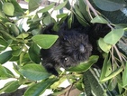Small Photo #1 Schnauzer (Miniature) Puppy For Sale in LOS ANGELES, CA, USA
