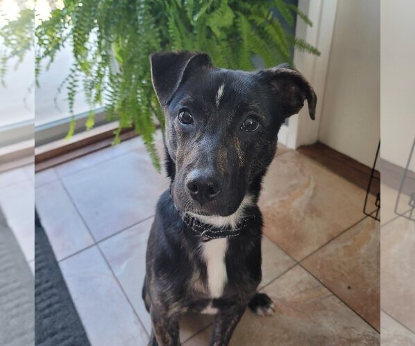Medium Photo #2 Mutt Puppy For Sale in Woodbury, NY, USA