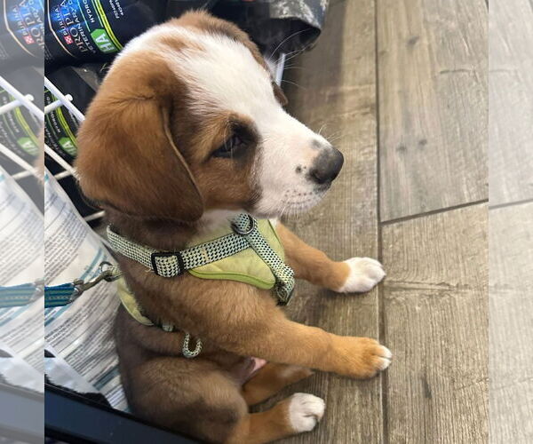 Medium Photo #4 Mutt Puppy For Sale in Laramie, WY, USA