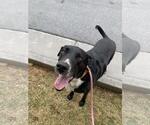Small #1 Eurasier-Great Dane Mix