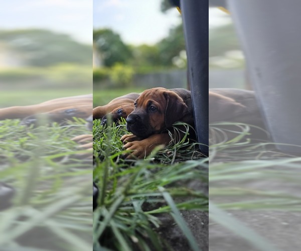 Medium Photo #8 Cane Corso-Doberman Pinscher Mix Puppy For Sale in NORFOLK, VA, USA