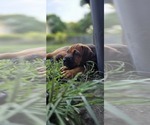 Small #7 Cane Corso-Doberman Pinscher Mix