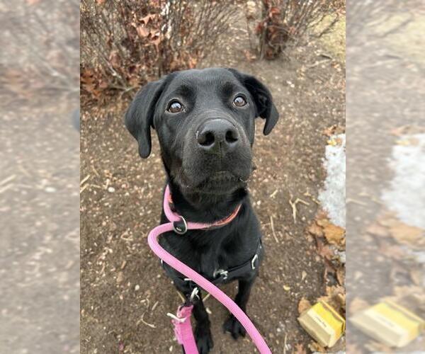 Medium Photo #2 Great Dane-Labrador Retriever Mix Puppy For Sale in Vaughan, Ontario, Canada