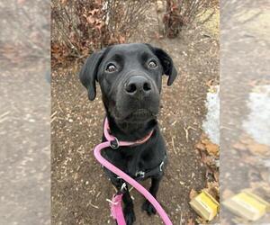 WALTER - Male Great Dane-Labrador Retriever Mix Dog for Adoption - Photo #2