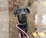 Small Photo #2 Great Dane-Labrador Retriever Mix Puppy For Sale in Vaughan, Ontario, Canada