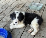 Small #5 Australian Shepherd-Old English Sheepdog Mix