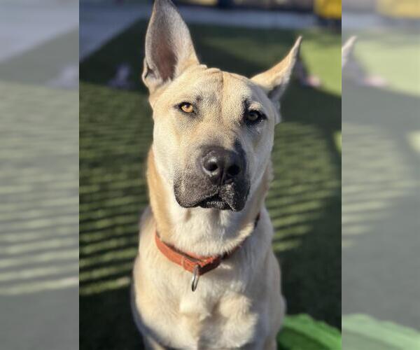 Medium Photo #5 German Shepherd Dog-Unknown Mix Puppy For Sale in Elk Grove, CA, USA