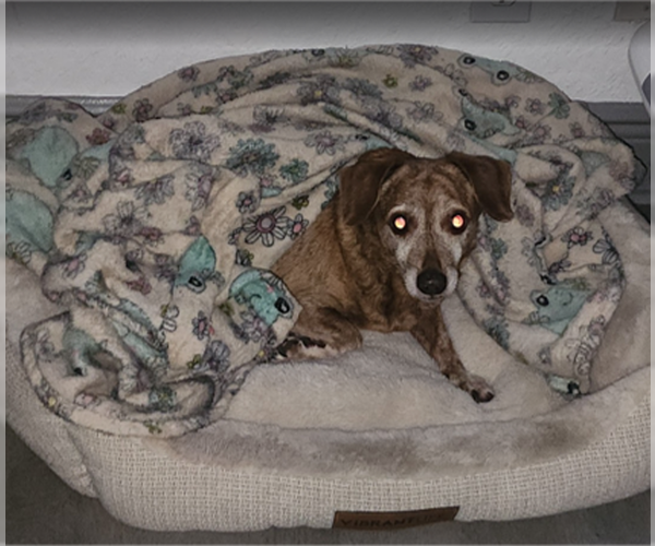 Medium Photo #2 Dachshund-Unknown Mix Puppy For Sale in Miami, FL, USA