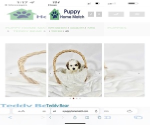 Zuchon Puppy for sale in UTICA, MI, USA