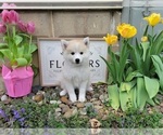 Small Photo #11 American Eskimo Dog-Pomsky Mix Puppy For Sale in NILES, OH, USA