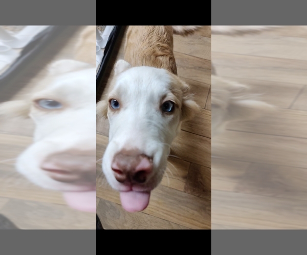 Medium Photo #6 Border Collie Puppy For Sale in GALLATIN, TN, USA