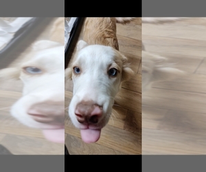 Medium Border Collie