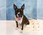Small Photo #5 Bull-Boxer Puppy For Sale in Kennesaw, GA, USA