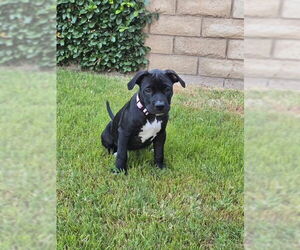 American Pit Bull Terrier Dogs for adoption in Menifee, CA, USA
