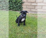 Small American Pit Bull Terrier