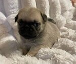 Small Photo #6 Pug Puppy For Sale in ZEBULON, NC, USA