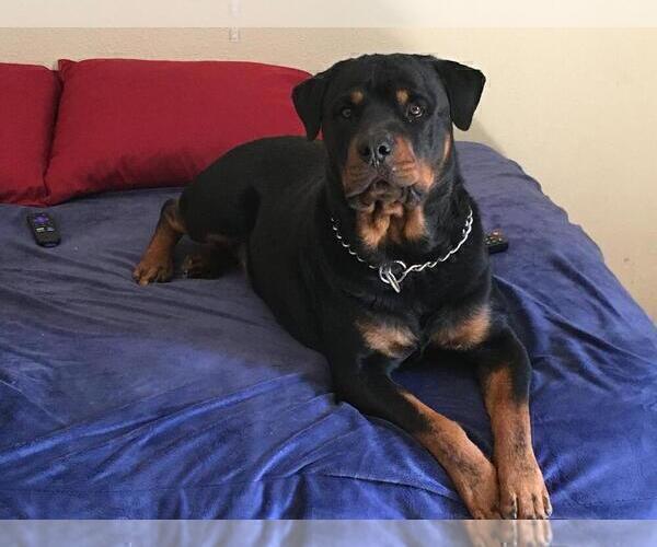 Medium Photo #1 Rottweiler Puppy For Sale in VICTORVILLE, CA, USA