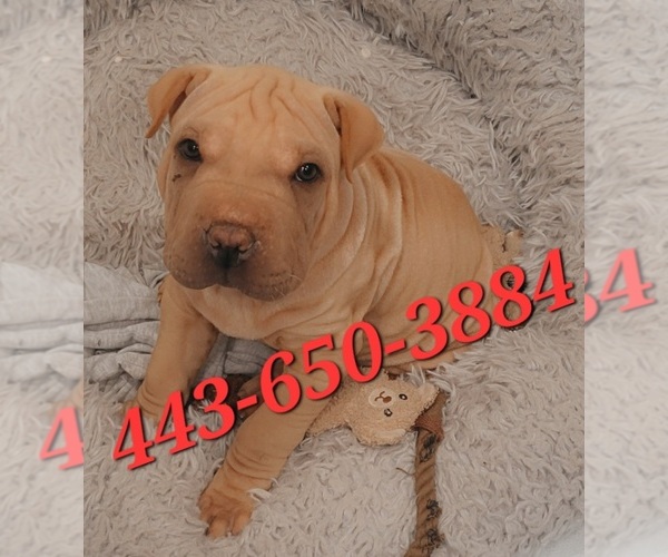Medium Photo #1 Chinese Shar-Pei Puppy For Sale in BALTIMORE, MD, USA