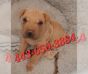Chinese Shar-Pei Puppy for sale in BALTIMORE, MD, USA
