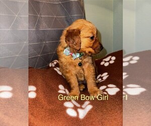 Golden Retriever Puppy for sale in TISHOMINGO, OK, USA